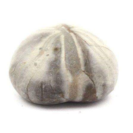 Sten og mineraler. Fossil søpindsvin, Toxaster Amplus. 133,0 øre. Claix, Isère, Frankrig.