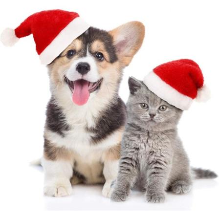Tomteluva För Hund Och Katt