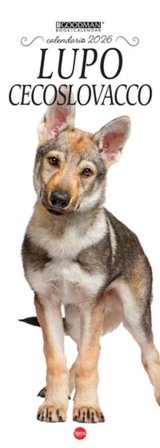 Cane lupo cecoslovacco. Calendario 2026. Long