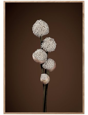 ChiCura | Unfold - Brown | 50X70CM