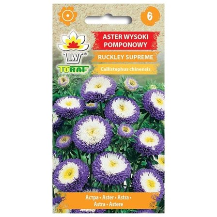 Frö till aster Ruckley Supreme – Blå pomponblommor med vit-gult centrum