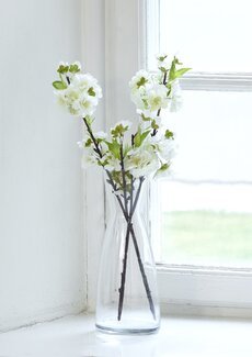 Kirsebærblomst Hvit