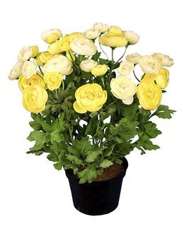 Konstväxt Ranunkel Gul - Mr Plant