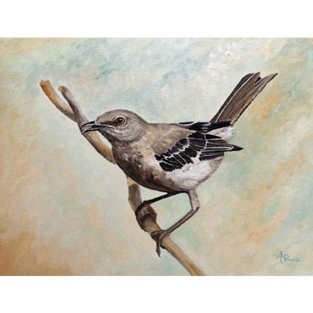 Sharp Eyed Mockingbird