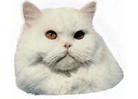 Perser hvit - klistremerker