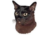 Burmeser - klistremerker