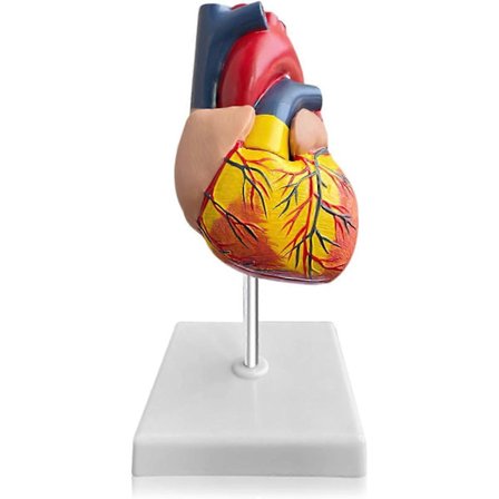 Menneskehjerte model: 1:1 Anatomisk hjertemodel, aftagelig anatomisk menneskehjerte model til medicinske lektioner hjertemodel