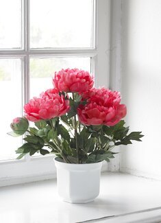 Konstväxt Pion Rosa - Mr Plant