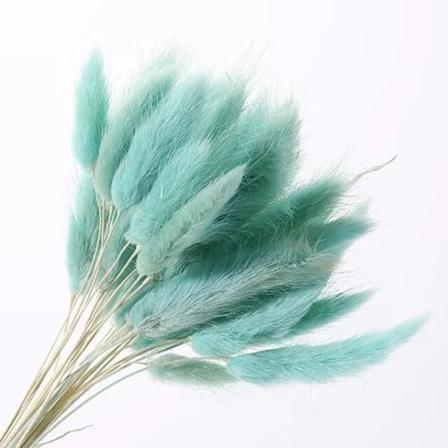 30 st/lot naturliga torkade blommor kanin svans gräs gäng färgglada Lagurus Ovatus äkta blombukett för hem bröllop dekoration Tiffany Blue