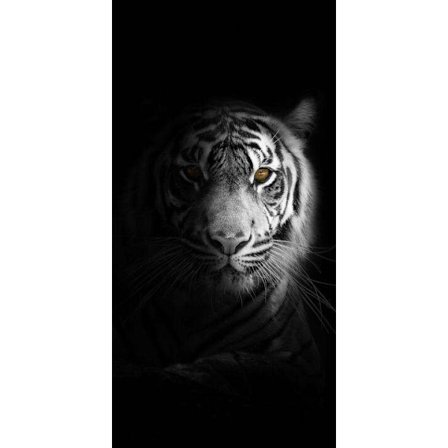 Vit Tiger Affisch 30×40 CM