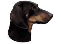Dachshund korthår - klistremerker