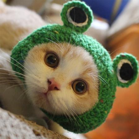 Pet Hat - Håndstrikket Katt Hund Ullgarn Lue for Valp Teddy Tegneserie Frosk Dyr Hund Katt