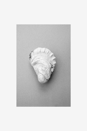 Malerifabrikken - Juliste Oyster 2 - Harmaa - Julisteet - - Homeroom