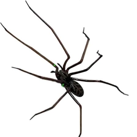 Kjøleskapsmagnet med edderkopp, Realistiske edderkoppmagneter, Søte edderkopper Design A