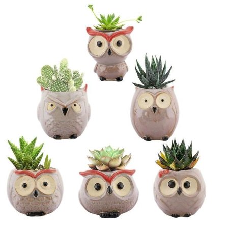 6-pack Sukulenttelineet Pöllö Ruukut Työpöydälle Hyllyyn Ikkuna Koristelu