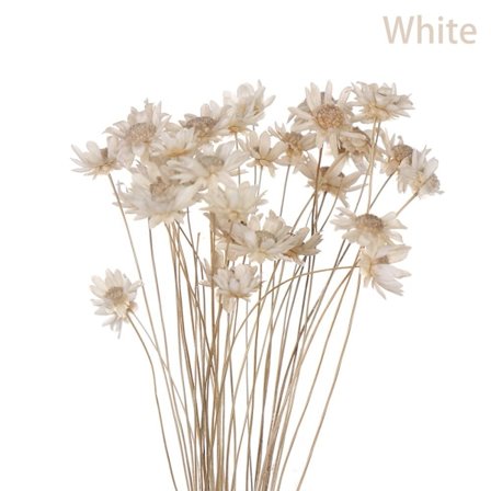 30st dekorativa torkade blommor Mini Daisy VIT