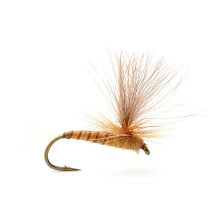 Guideline Aurivillii - #16