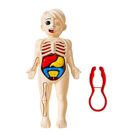 Menneskelig anatomi modeller puslespill leker tidlig utdanning læremiddel kroppsdeler skjelettmodell for gutt jente[D]