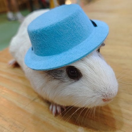 Små djur Hattar Pet Cap BLÅ