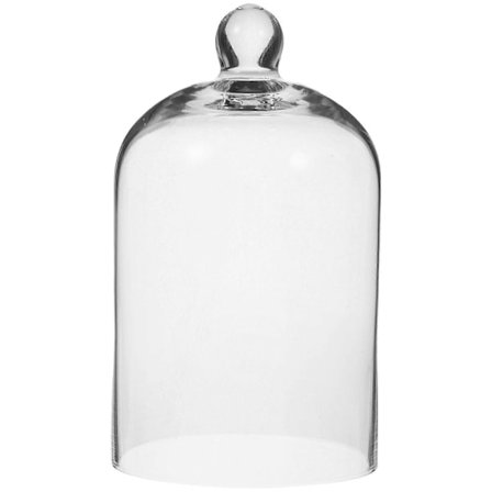 Lasikupu Ikuinen Kukka Lasikansi Säilötty Kukka Kansi Lasikotelo Esillepanoon