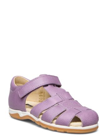 Begin Purple Arauto RAP