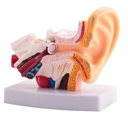 1.5x Model of the Human Ear - Shows Ear Structure, Inner and Outer Ear - Teaching Aid