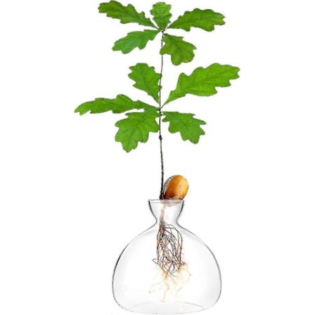 Ekollon Groddfrö Startkruka Vas Terrarium Kruka Ekollonträd Odlingskit Dekorativ Glaslampa Förökning Vas Odla Ekollonträd Hemma Ekollonträd