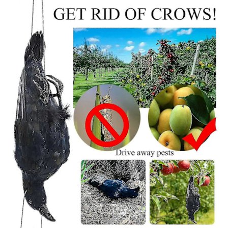 Realistisk Hengende Død Kråke Lokkefugl Livsstørrelse Ekstra Svart Fjærkledd Kråke