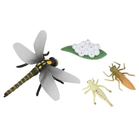 Livssyklus til en øyenstikker Insekter Livssykluser Vekstmodell Barn Dyr Vekstsyklus Vitenskap Edu.pa