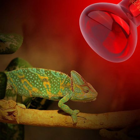 Reptillampe 50W infrarød solbadingsspot