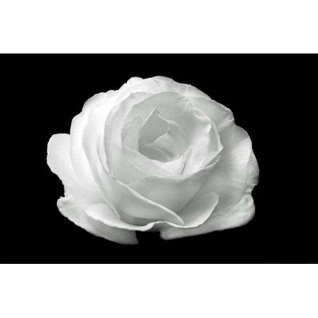 Vit Blomma Poster 21×30 CM