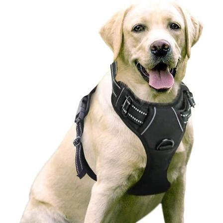 Hundsele Stor hund utan drag för husdjurssele med 2 koppelklämmor - stock
