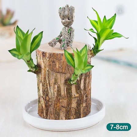Mini brasiliansk träkruka växter ren luft lycklig träkruka hydroponiska växter hydroponiskt träd