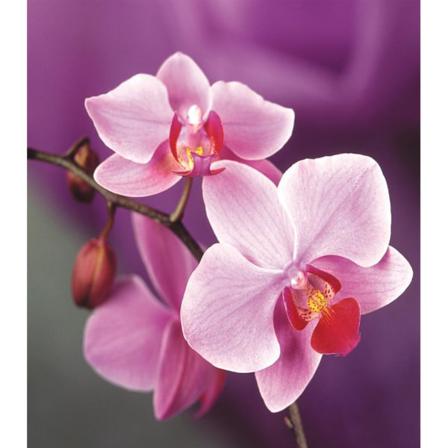 Full 5d Diy Diamond Painting Cross Stitching Phalaenopsis Rhines Som På Bilden 1 20x30cm