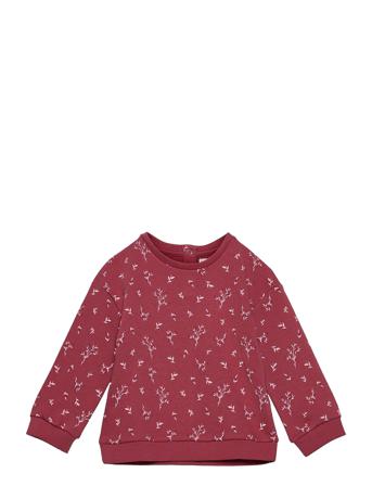 Floras Red Mango