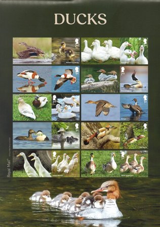 England - Ænder - Postfrisk ark