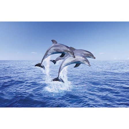 Dolphin - trio