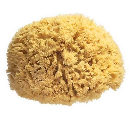 Spugna Naturale Grande
