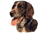 Münsterländer Kleiner - klistremerker