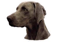 Weimaraner - klistremerker
