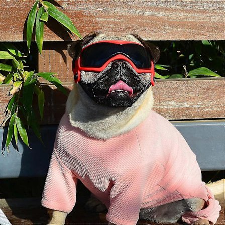 Hundglasögon Liten Ras, Hundsolglasögon för Liten Ras UV-skydd Glasögon för Liten Hund