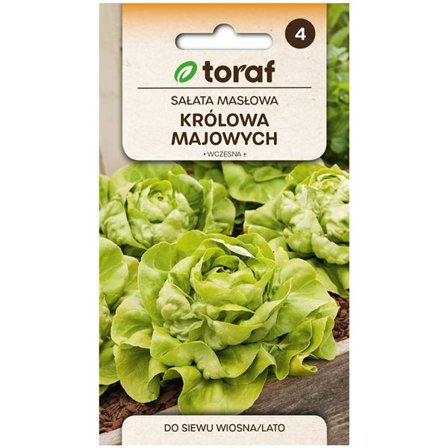 Salaatin siemenet Królowa Majowych - Varhaiset ja sitkeät siemenet, joilla on kiinteä pää