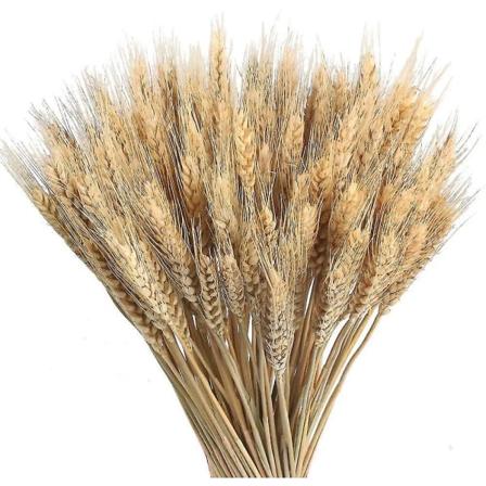 100 st torkat vete Naturligt torkat vete Buketter Dekoration Naturligt torkat vete Naturliga torkade blommor