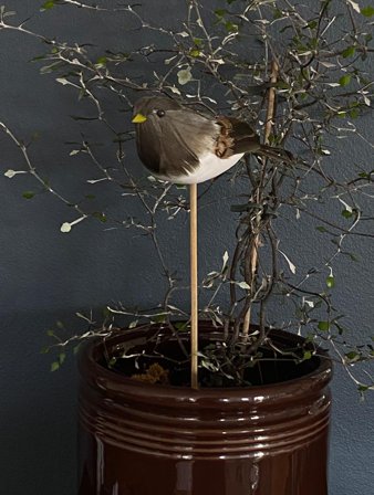 UND Småfugl på pinne Natur