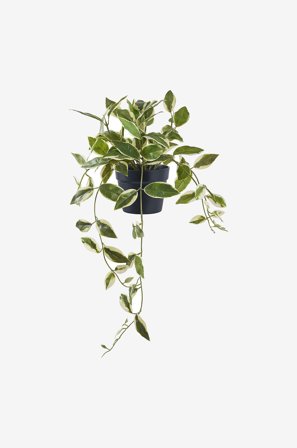 House Nordic - Hoya Carnosa - Grøn - Kunstige blomster & planter - Fra Homeroom