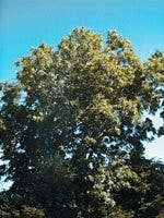 MSA FRAXINUS EXCELS 50ML