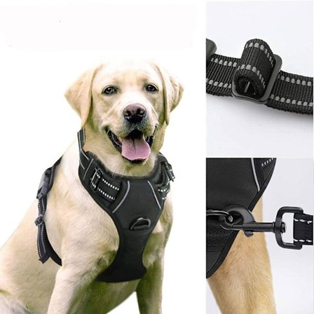 Hund Sele Kjæledyr Hund Gåsele L