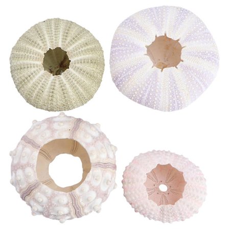 4 stk. Indendørs Levende Luftplanter Havpindsvin Havskaller Havpindsvin Skal Naturlig Havpindsvin Skal Dekoration