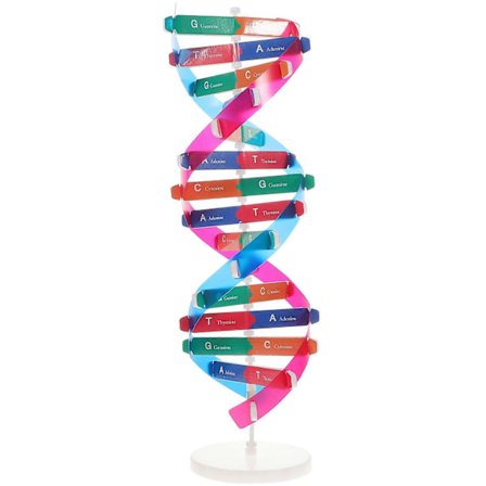 Självmonterande DNA-displayställ Dubbelhelixmodell Mänskliga gener Lärleksak Biologiskt läromedel (FMY)