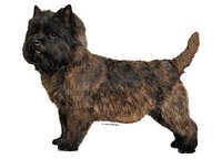 Cairnterrier stående - klistremerker